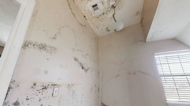 Best Mold Removal for HVAC Installations  in Marco Island, FL