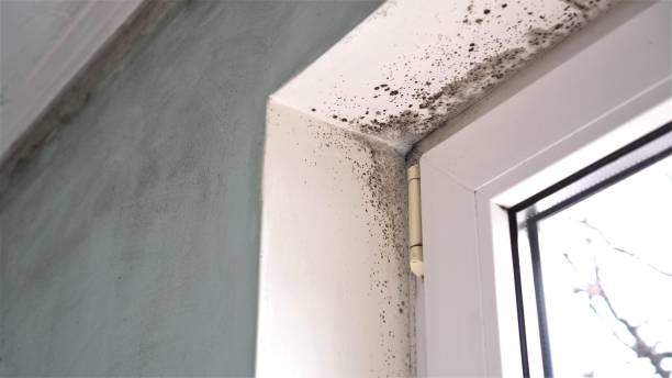 Best Airborne Mold Testing  in Marco Island, FL