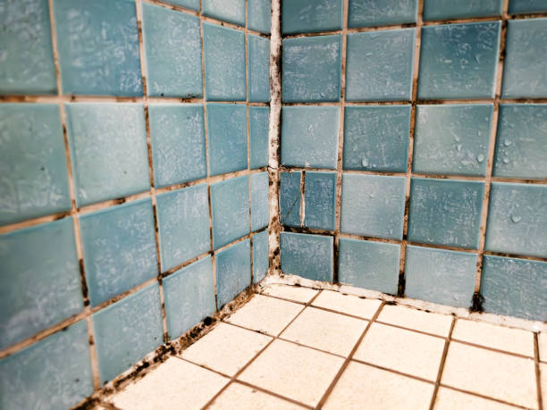 Best Mold Prevention Services  in Marco Island, FL