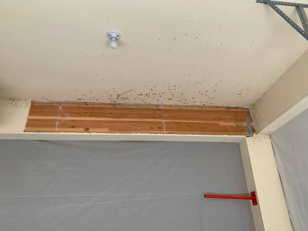 Best Commercial Mold Inspection  in Marco Island, FL