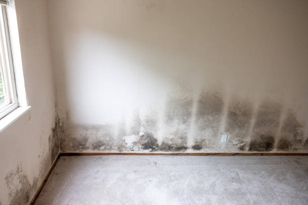 Best Mold Remediation for Vacation Homes  in Marco Island, FL