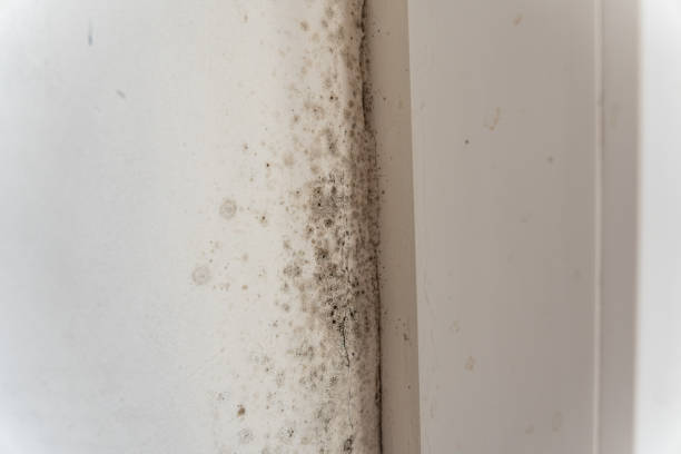Best Asbestos and Lead Testing During Mold Inspection  in Marco Island, FL