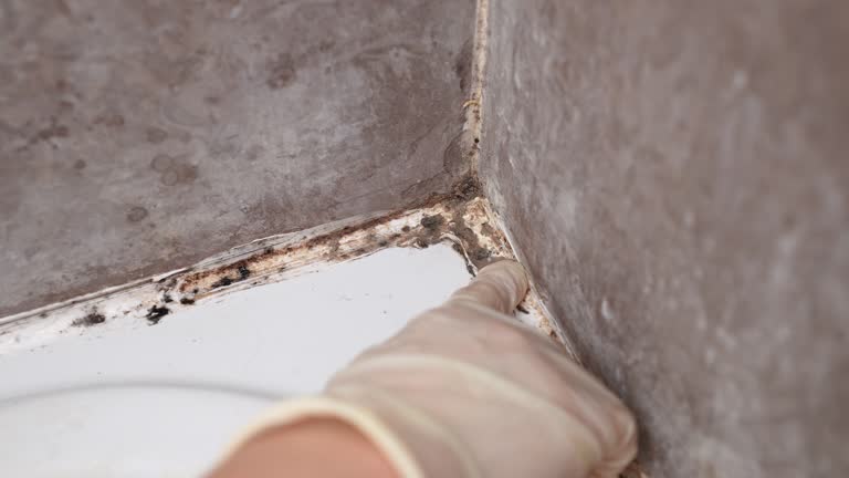 Professional Mold Removal in Marco Island, FL