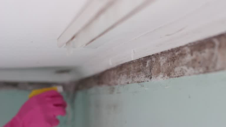 Best Dehumidification Services  in Marco Island, FL